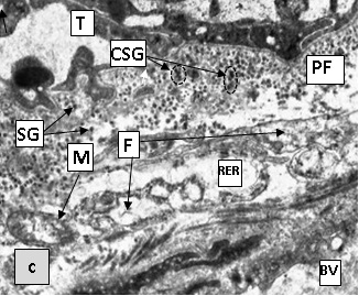 Figure 1c. Areas of the thyroid in sexually mature rats