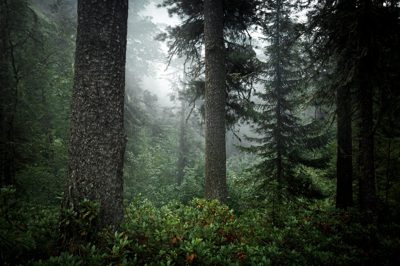 Forest